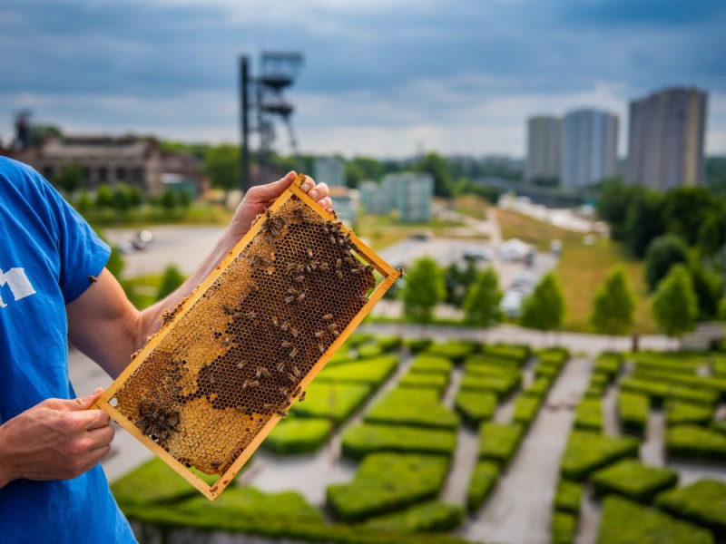 Wielki Dzień Pszczół. W regionie funkcjonują miejskie pasieki